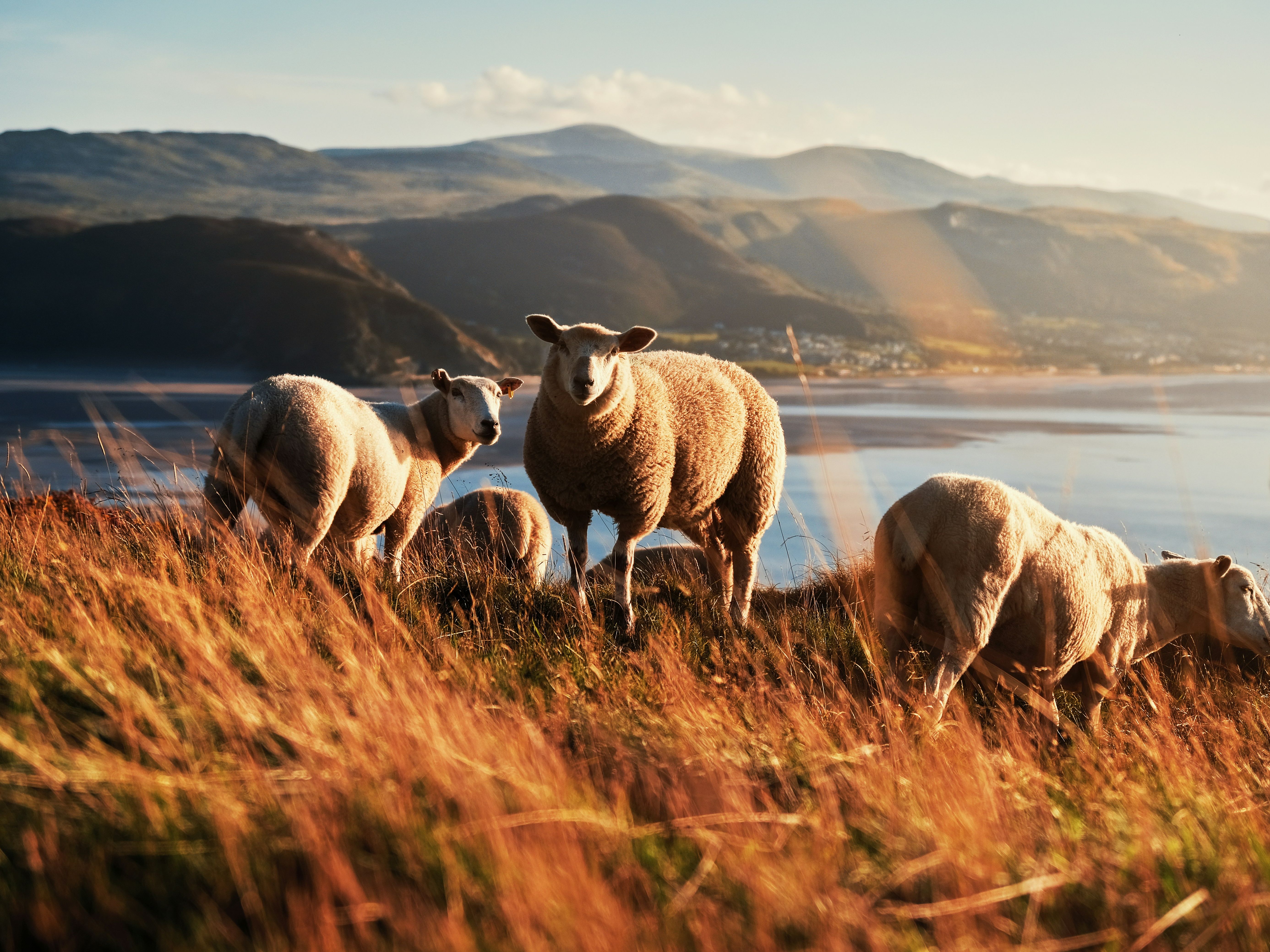 A group of sheep grazing on a grassy hillside at sunset, overlooking a coastal bay and distant mountains in Wales, bathed in warm golden light.