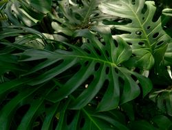 Large green monstera leaves with natural holes and splits