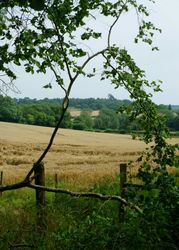View of a golden wheat field surrounded by green trees and bushes.