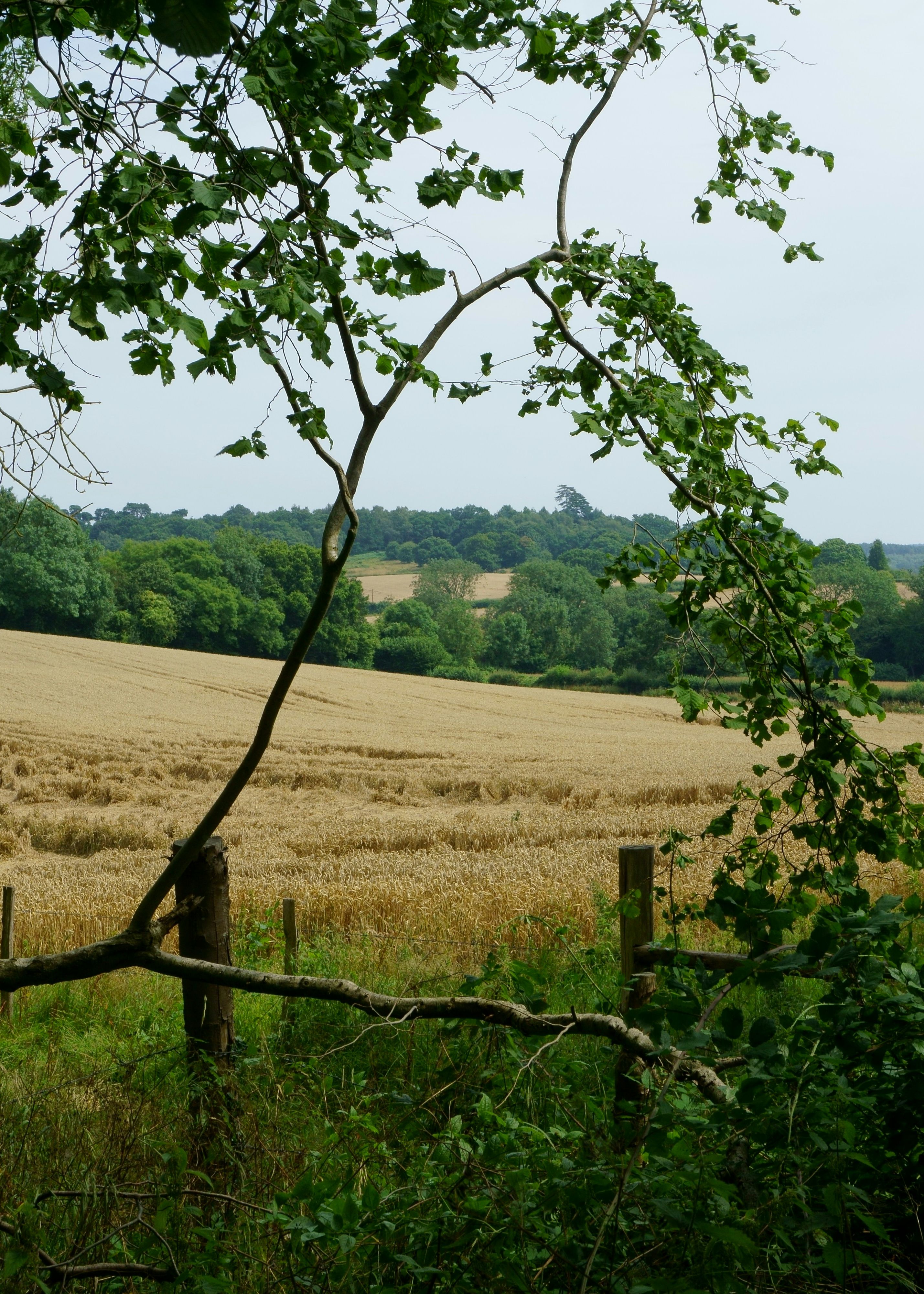 View of a golden wheat field surrounded by green trees and bushes.