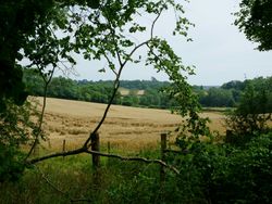 View of a golden wheat field surrounded by green trees and bushes.
