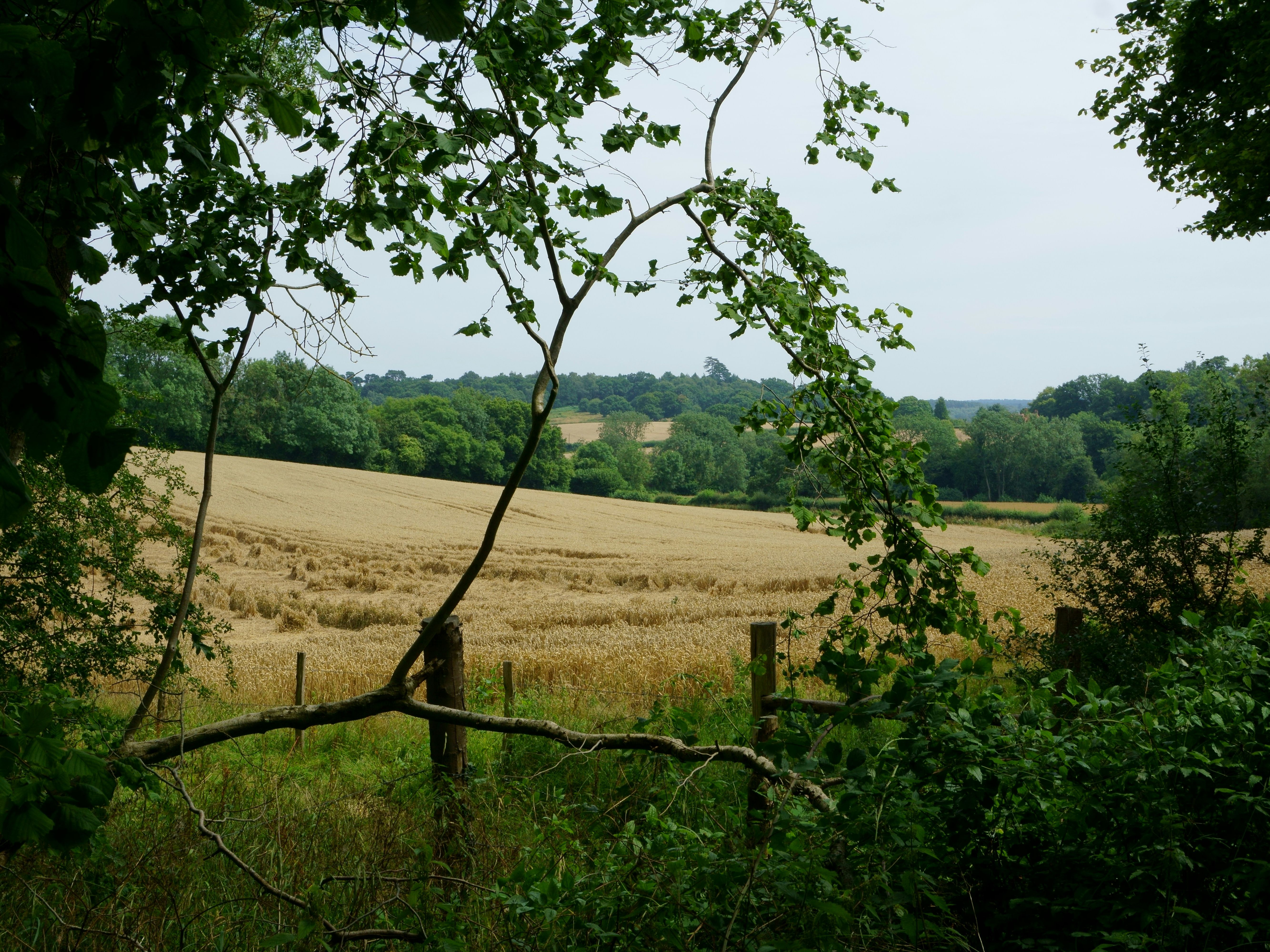 View of a golden wheat field surrounded by green trees and bushes.