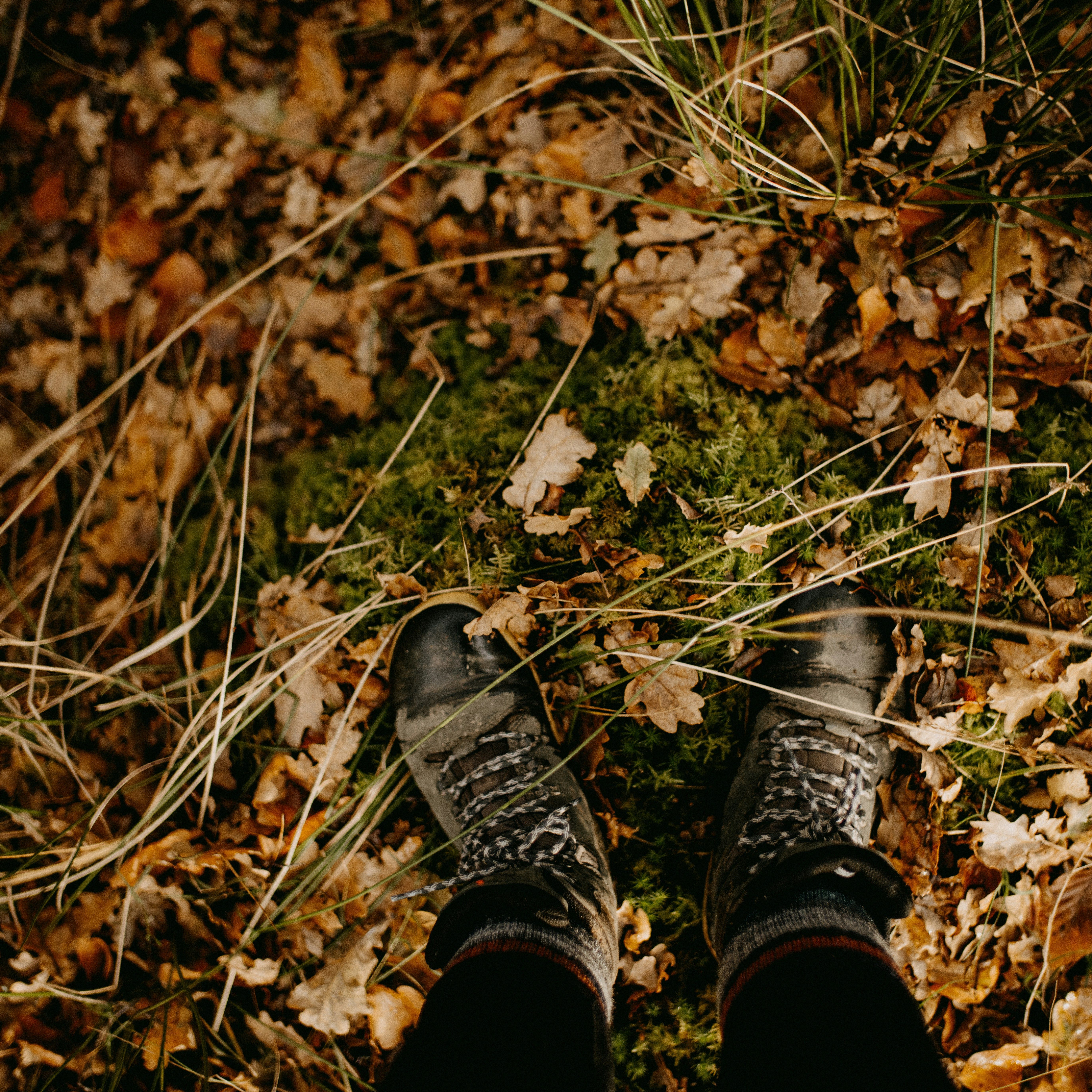 A pair of hiking boots standing on mossy ground covered with autumn leaves and dry grass.