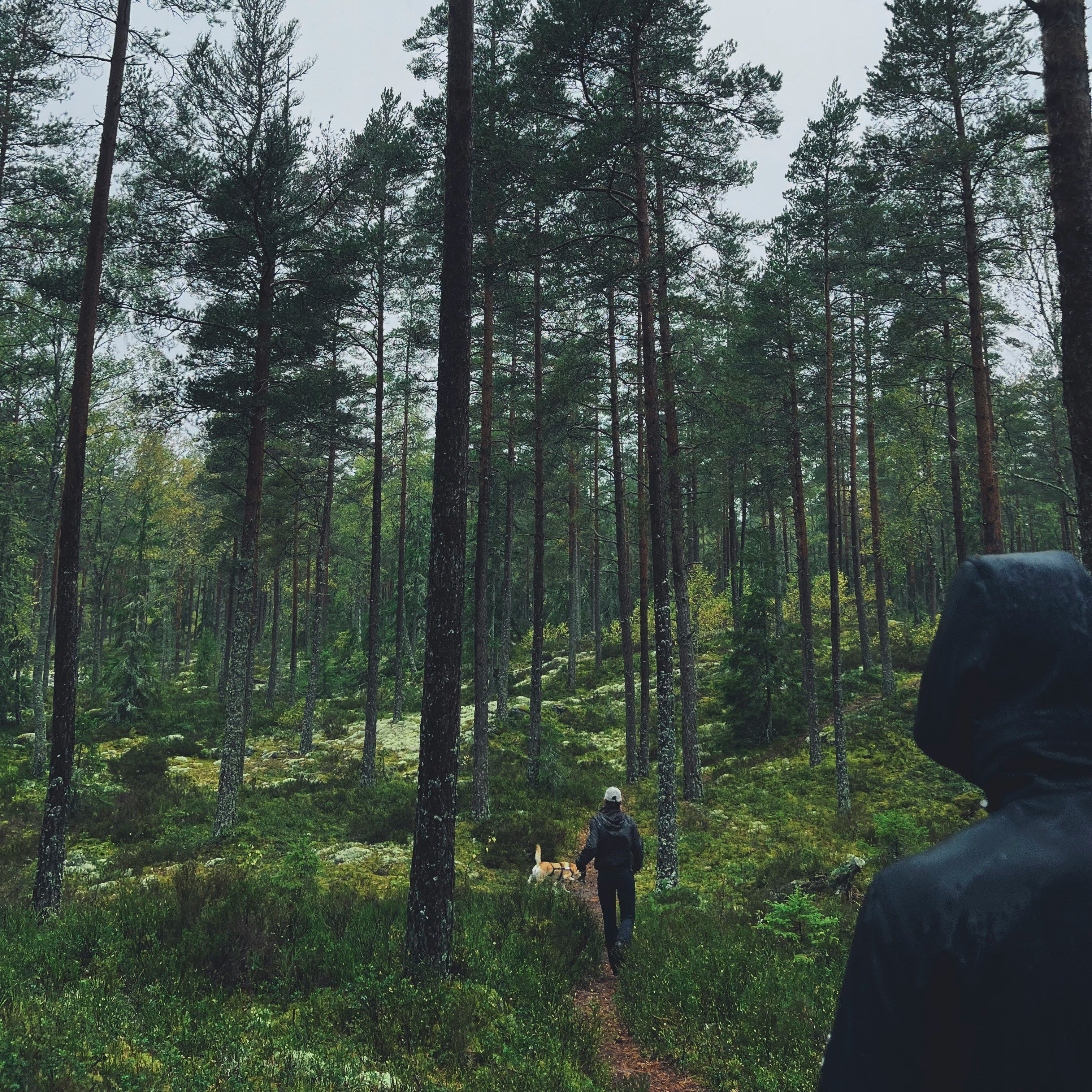 People walking with a dog through a dense pine forest on a cloudy day