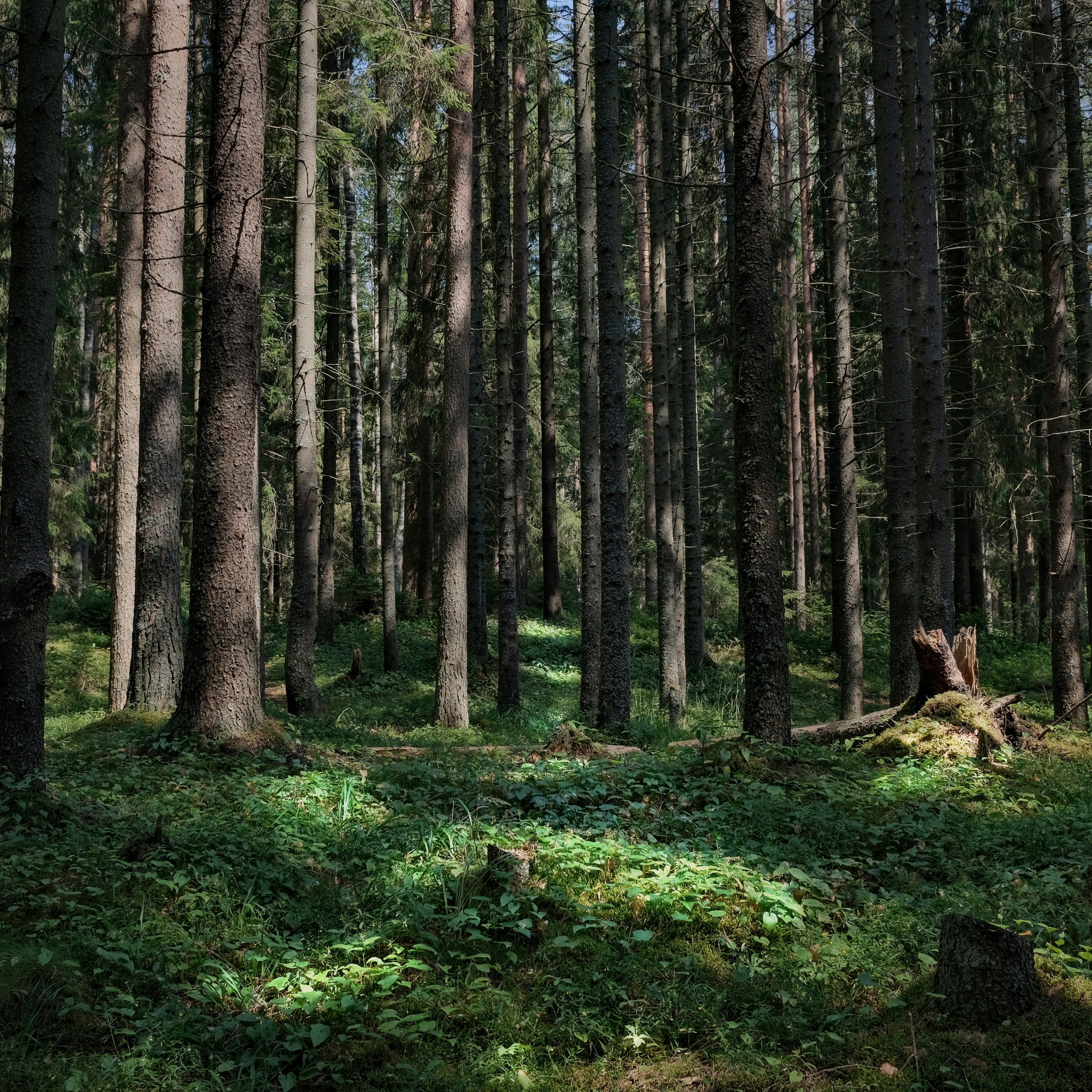 Dense forest with tall trees and green undergrowth