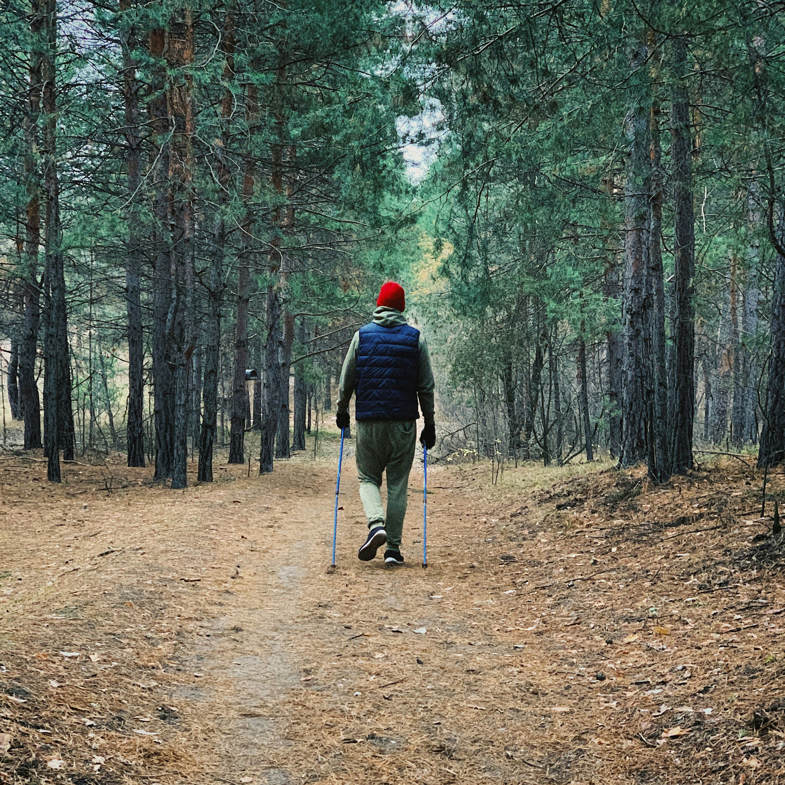 Person with walking sticks hiking on a trail through a pine forest