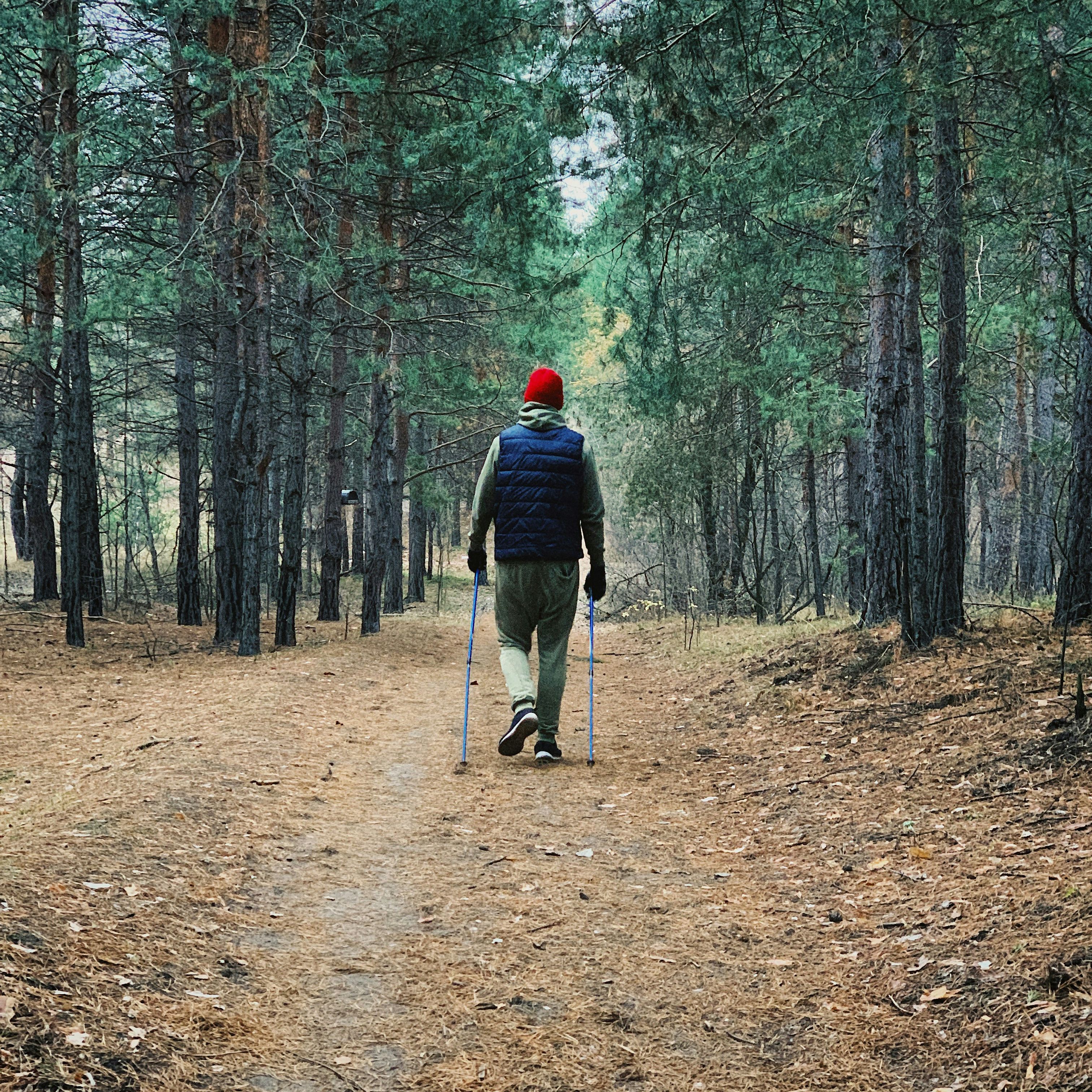 Person with walking sticks hiking on a trail through a pine forest