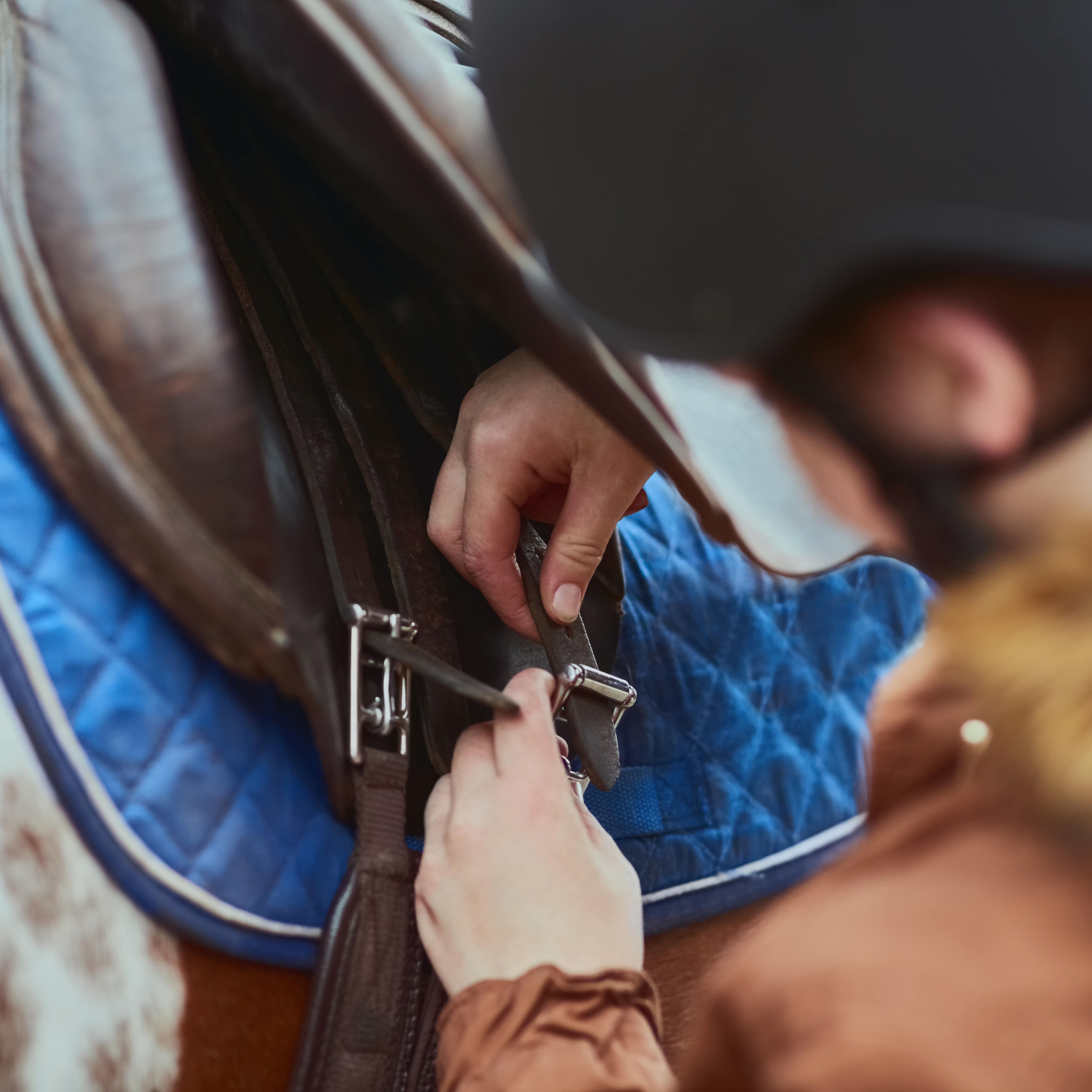 Person fastening a saddle strap on a horse with a blue saddle pad