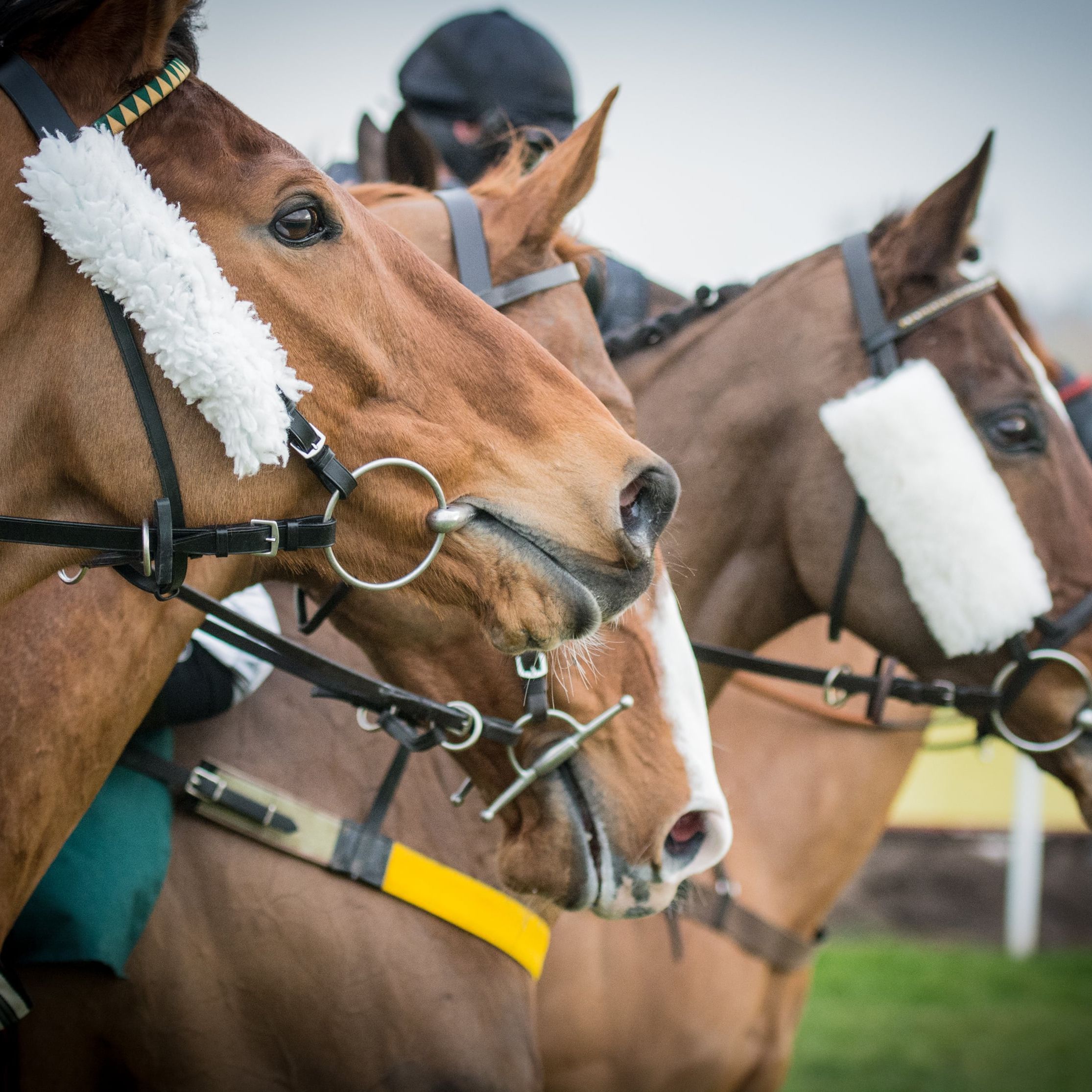 Close-up of racehorses lined up with bridles and white sheepskin nosebands