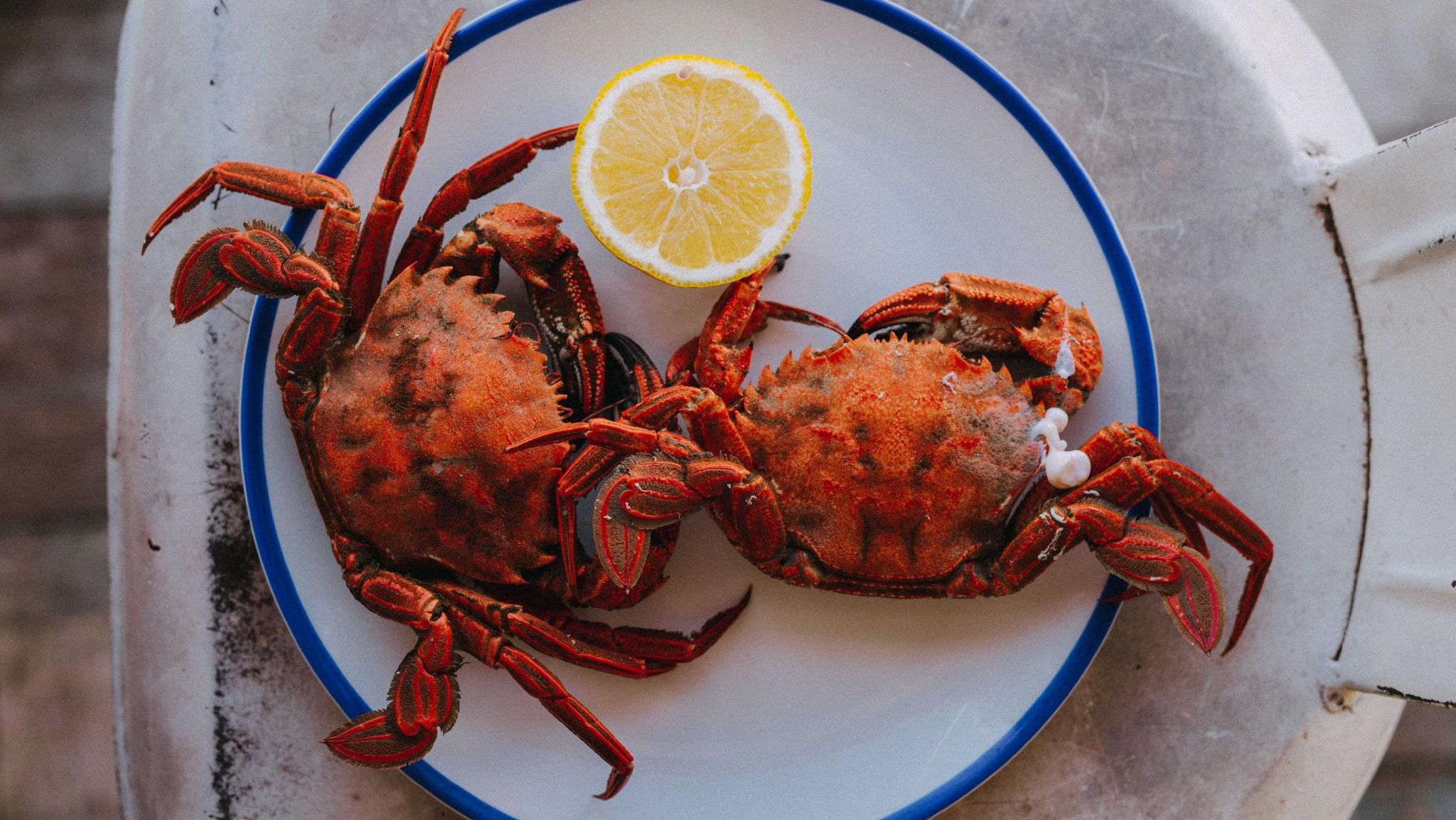 Two cooked crabs on a white plate with a blue rim and a halved lemon