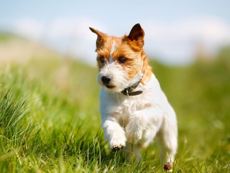 Small terrier dog running through tall green grass in a park