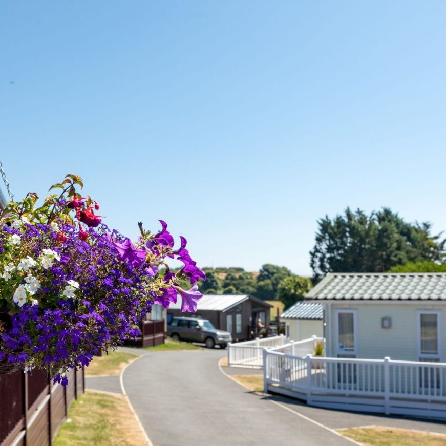 Hanging basket of purple and white flowers beside a sunny holiday park lane with caravans