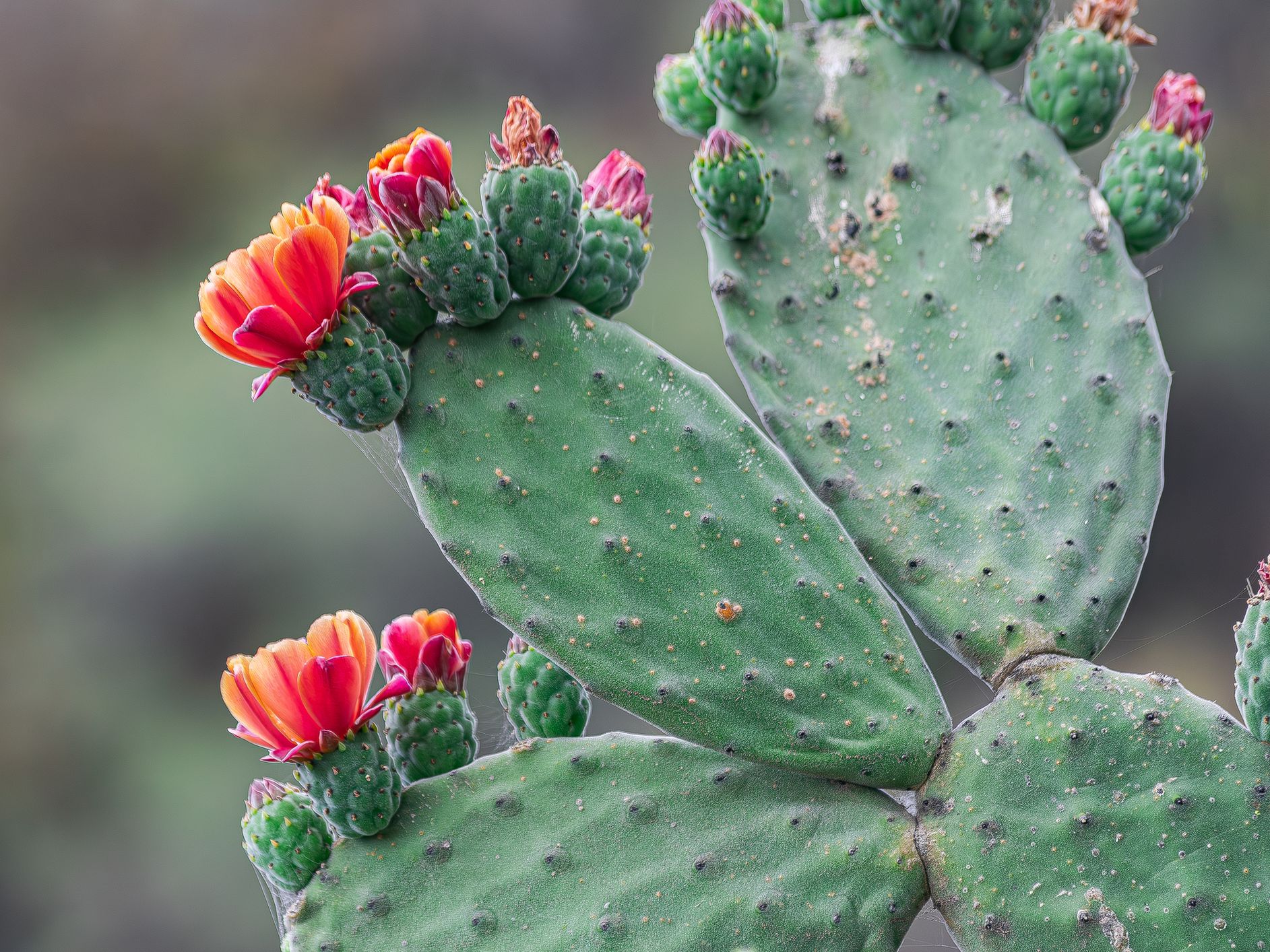 Prickly pear cactus pads with red-orange flowers in bloom