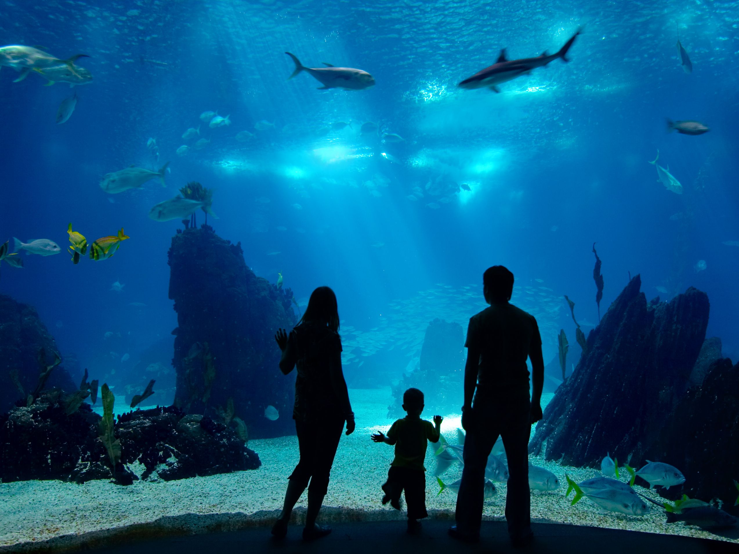 Silhouettes of two adults and a child watching fish swim in a large aquarium tank