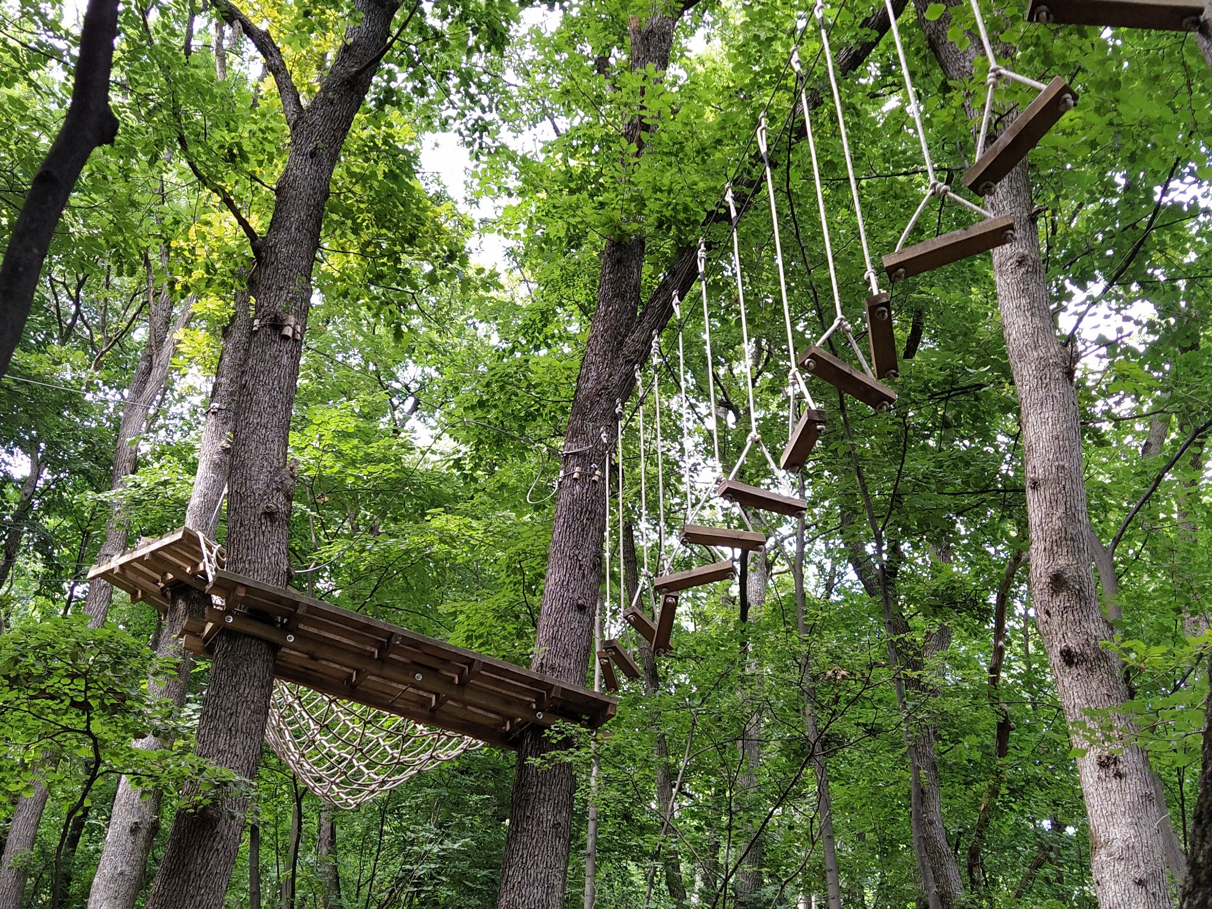 High ropes obstacle course in a leafy woodland with hanging wooden steps and a net bridge