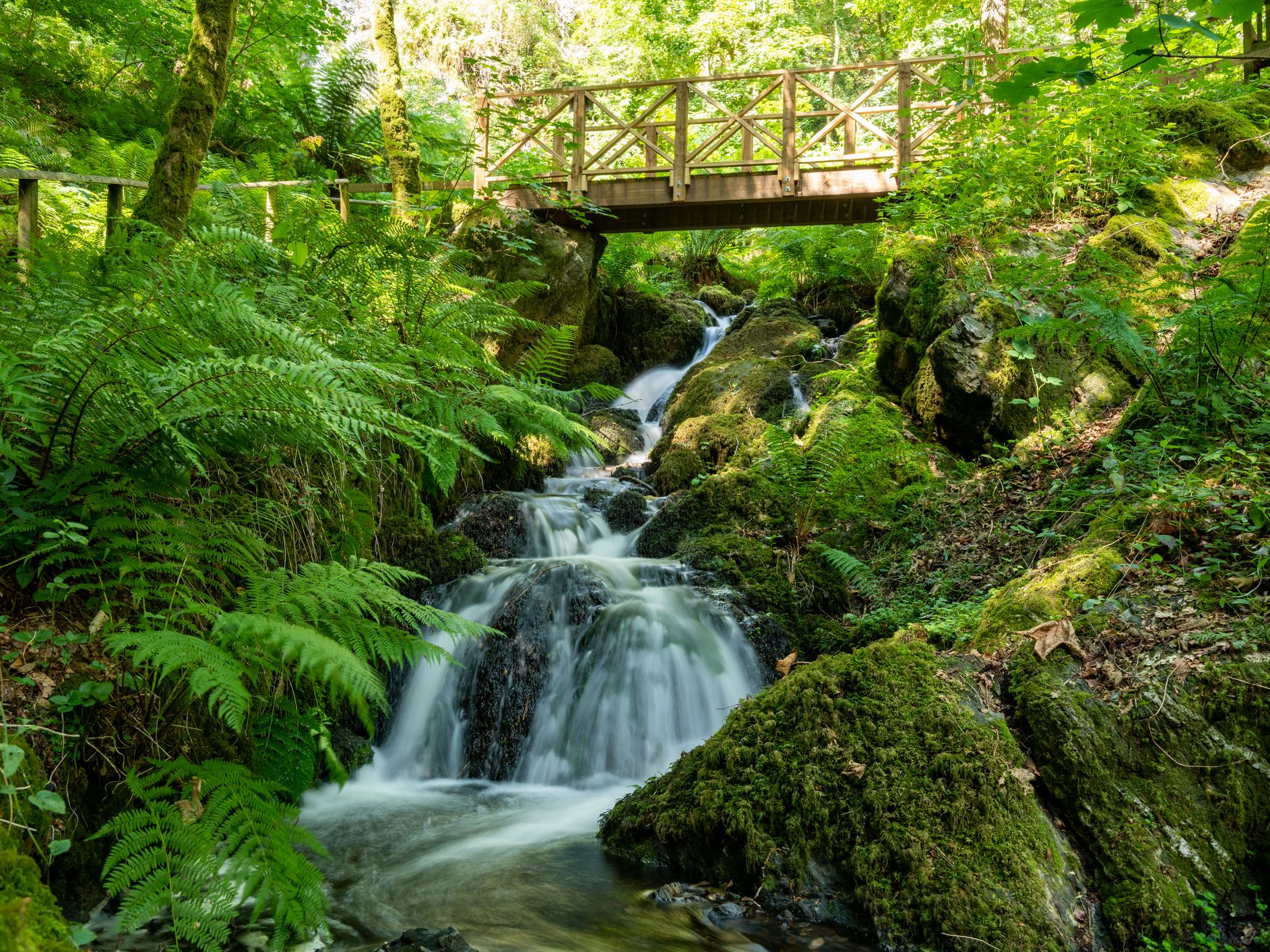 Wooden footbridge above a small waterfall in a lush green woodland