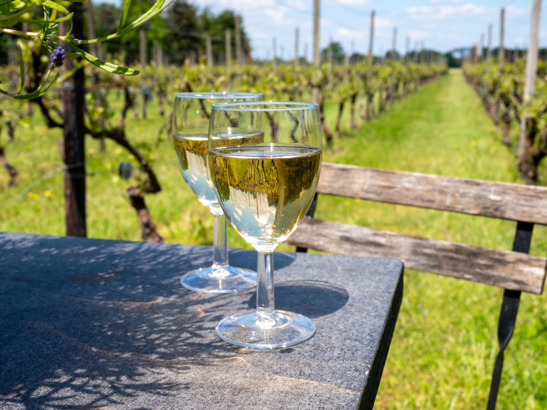 Two glasses of white wine on a table overlooking a vineyard