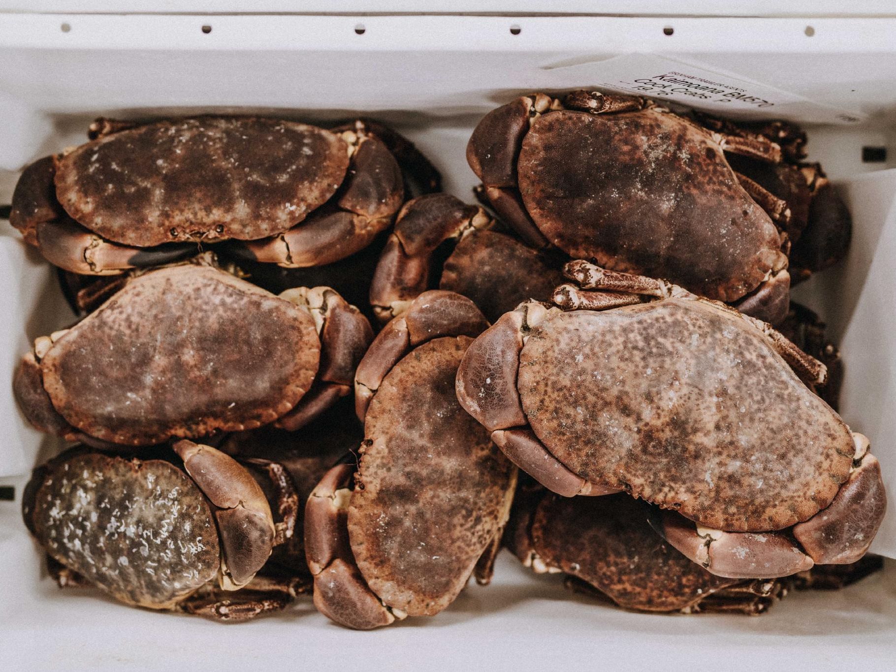 Fresh brown crabs stacked in a white crate