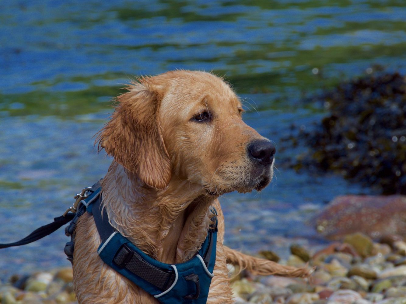 Wet golden retriever wearing a blue harness by the sea at Broadsands