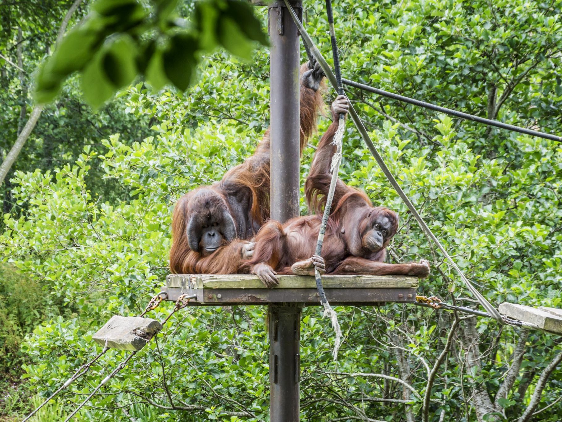 Two orangutans resting on a wooden platform among ropes and green foliage