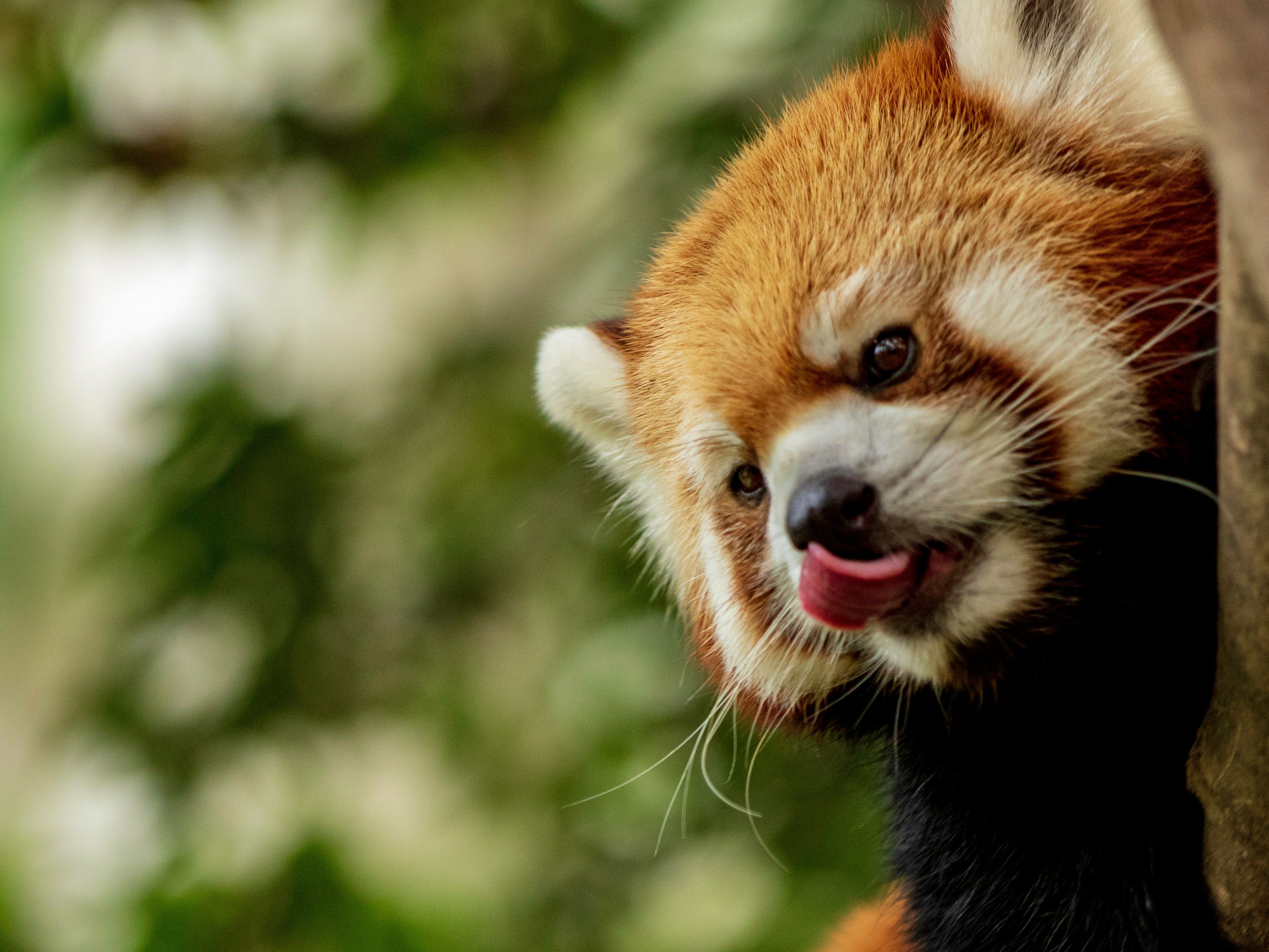 Close-up of a red panda peeking from behind a tree with its tongue out