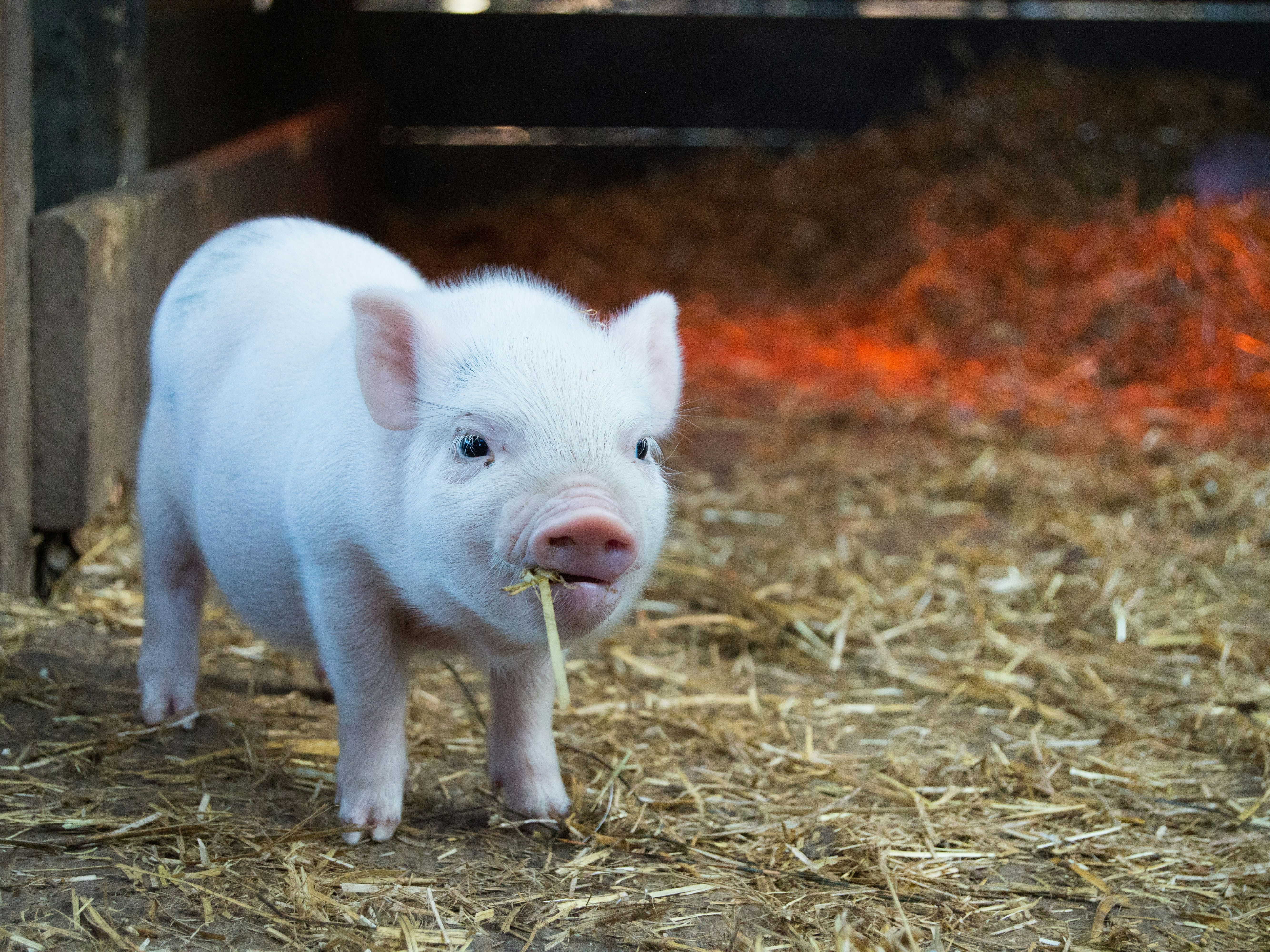 Young piglet standing on straw in a barn with a piece of hay in its mouth