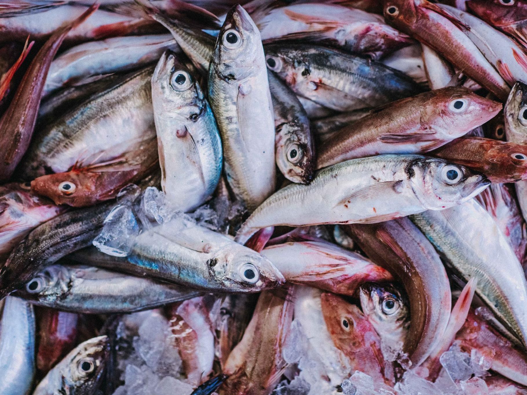 Freshly caught fish piled on ice at a market