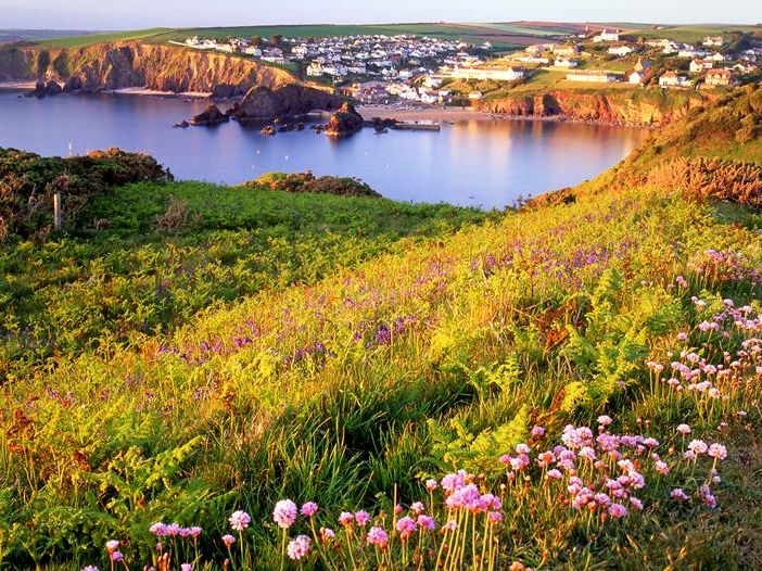 Coastal view over Hope Cove with wildflowers in the foreground, calm sea and cliff-lined bay, and a village on the hillside in warm evening light.