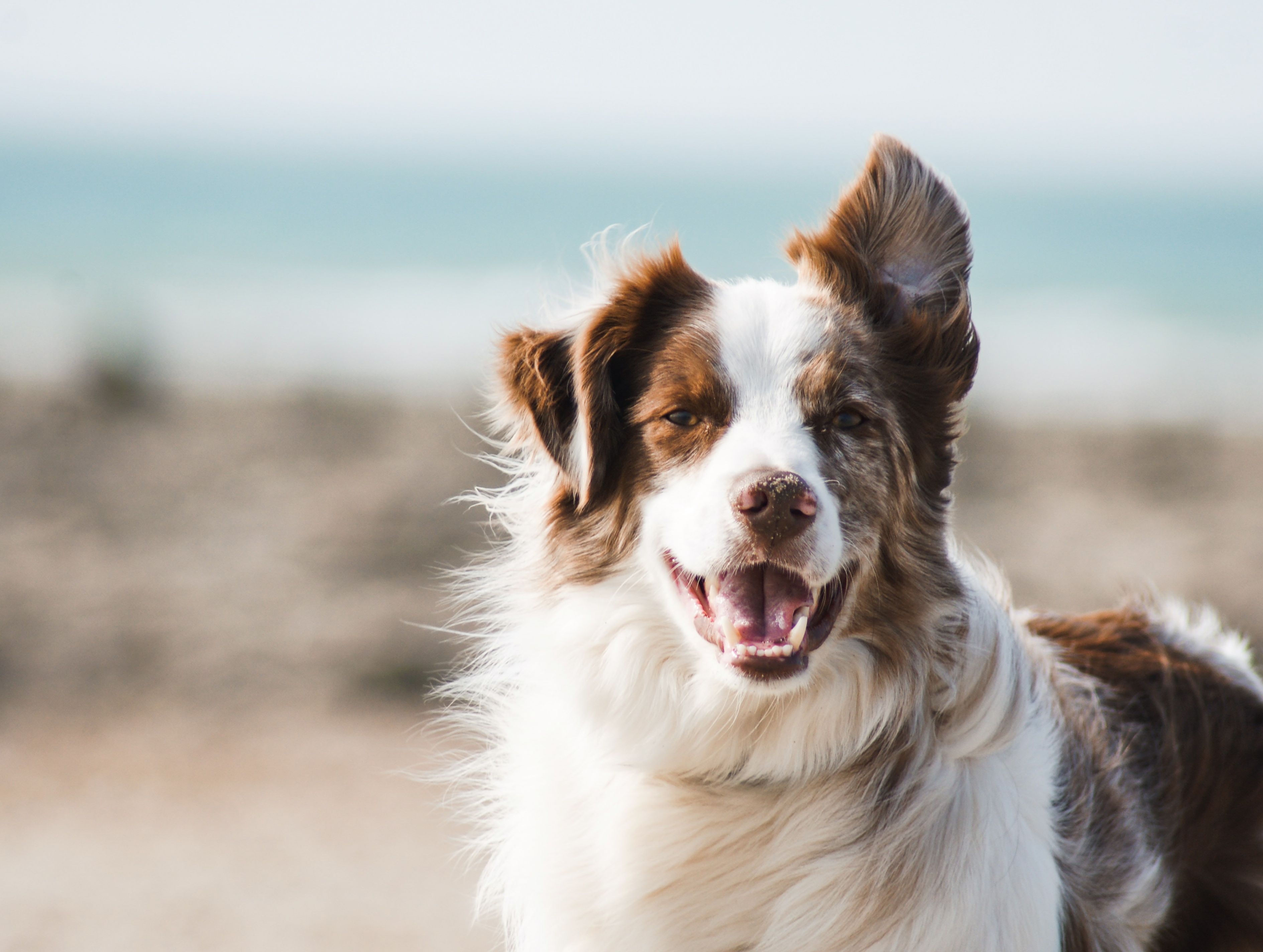 pauline-loroy-U3aF7hgUSrk-unsplash