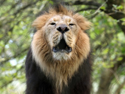 Roaring Lion