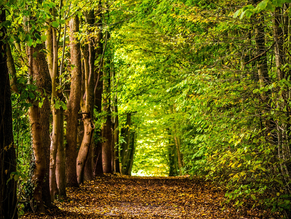 david-bruyndonckx-F_hft1Wiyj8-unsplash