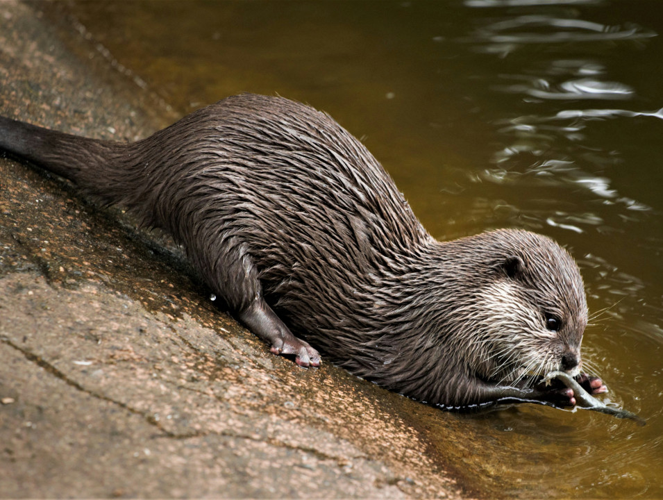 daniel-olaleye-8xGNvZVLNCk-unsplash