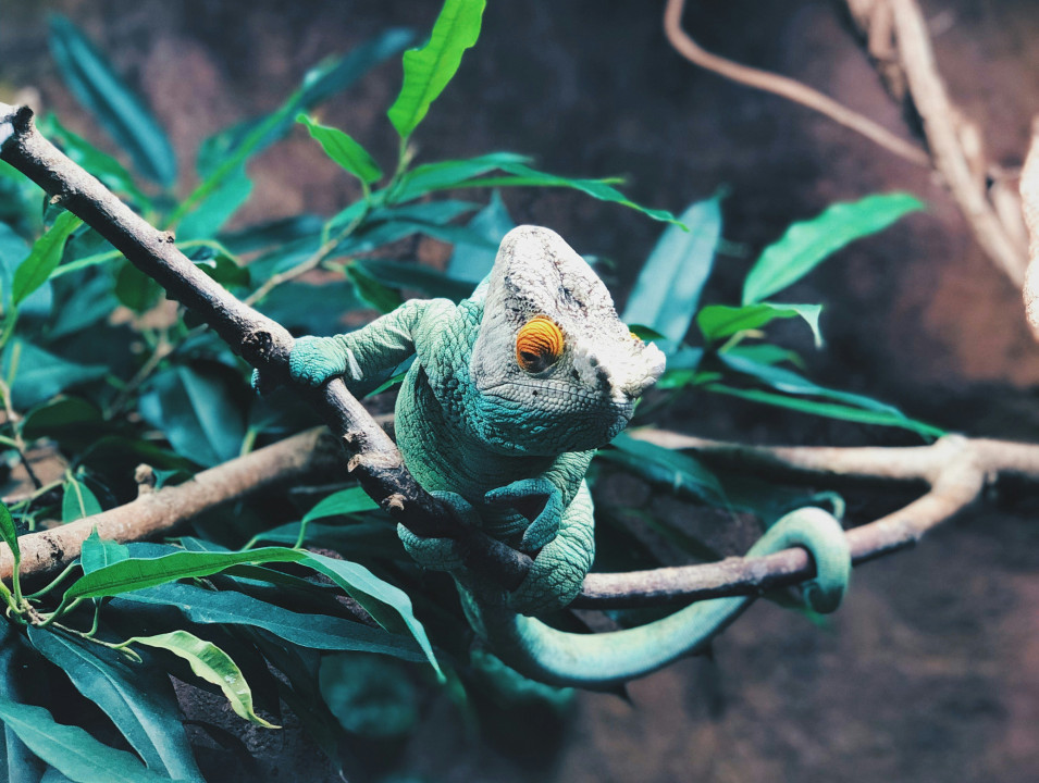 ash-oRXFDgZyaEU-unsplash