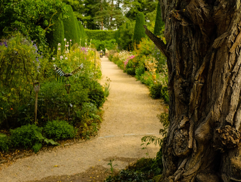 Garden path surrounded by green plants and flowers, with a tree trunk dominating the right.