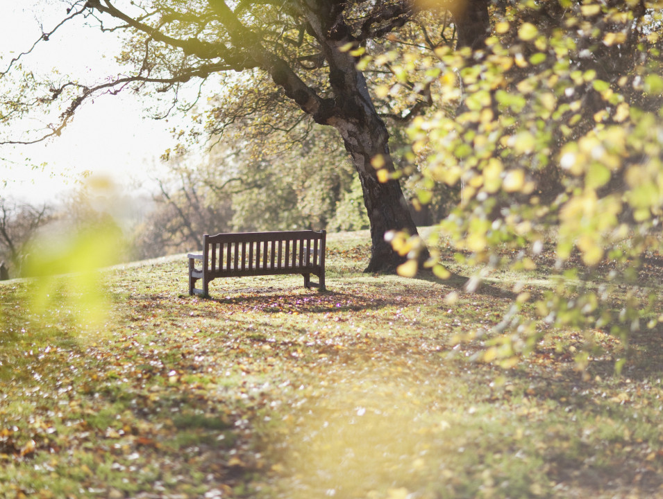 Park bench under a tree on a bright autumn day, with sunlight and yellowing leaves.