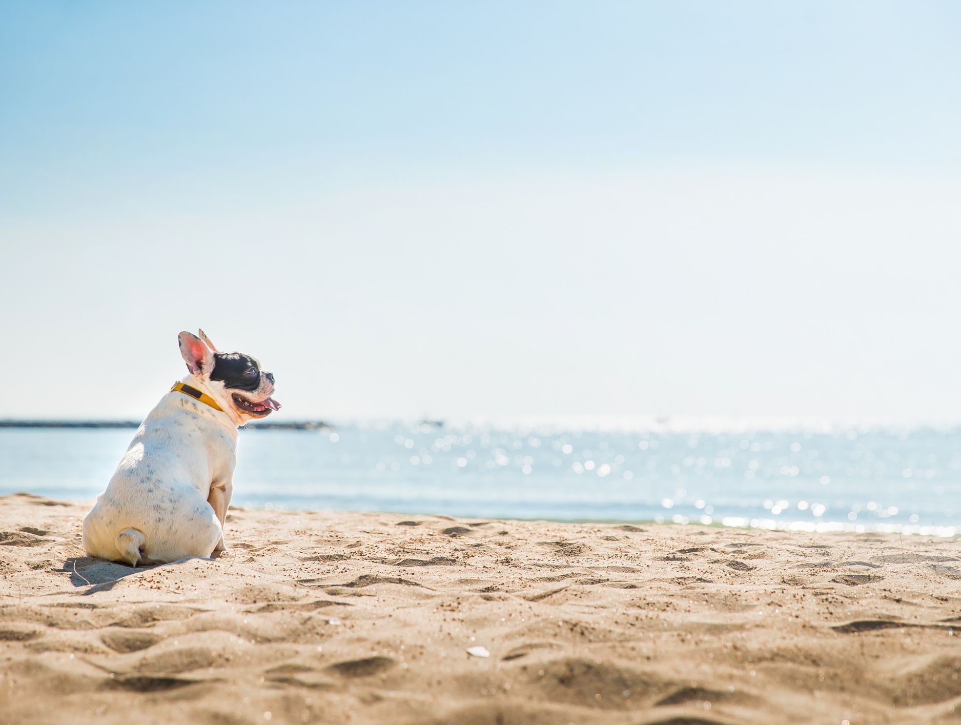 A French Bulldog with a black and white face sits on a sandy beach, gazing toward the ocean under a bright blue sky.