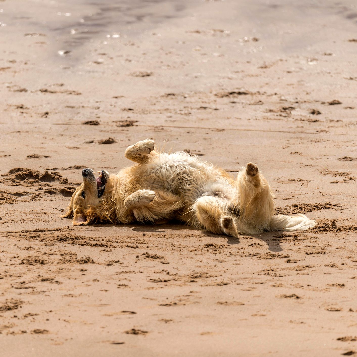 A golden retriever rolls happily on its back in the sand on a sunny beach, its legs in the air and mouth open in a joyful expression.