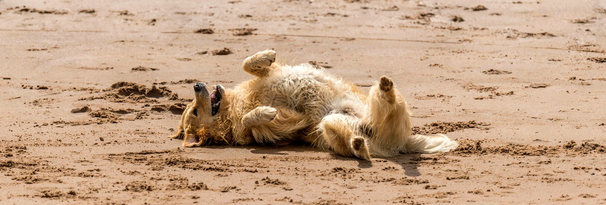 A golden retriever rolls happily on its back in the sand on a sunny beach, its legs in the air and mouth open in a joyful expression.