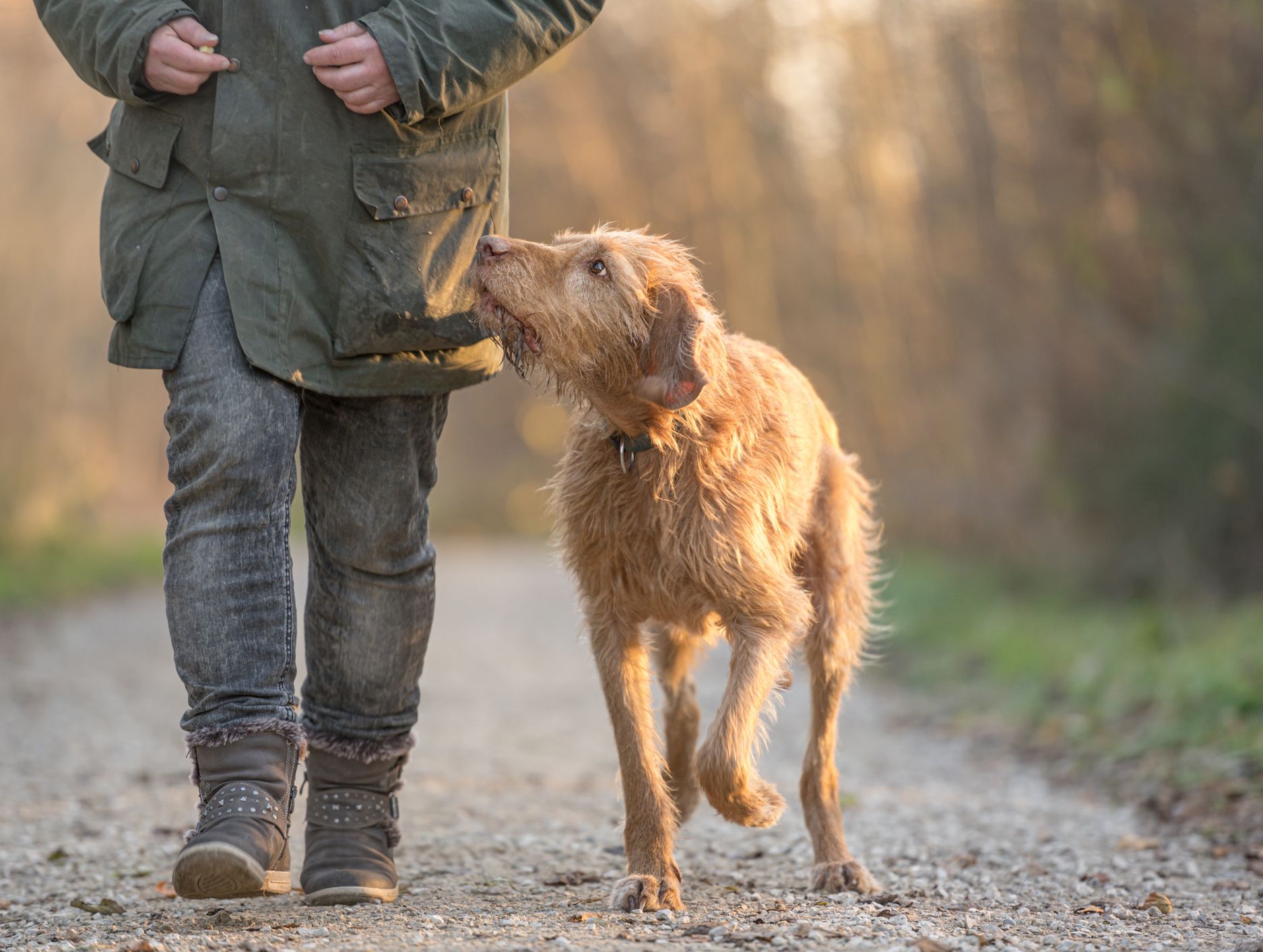 A scruffy brown dog walks closely beside its owner on a gravel path, looking up attentively. The scene is bathed in soft, warm light.