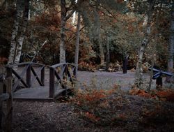 A quiet woodland scene with a small wooden bridge and scattered autumnal foliage, surrounded by tall trees and dim natural light filtering through the forest canopy.