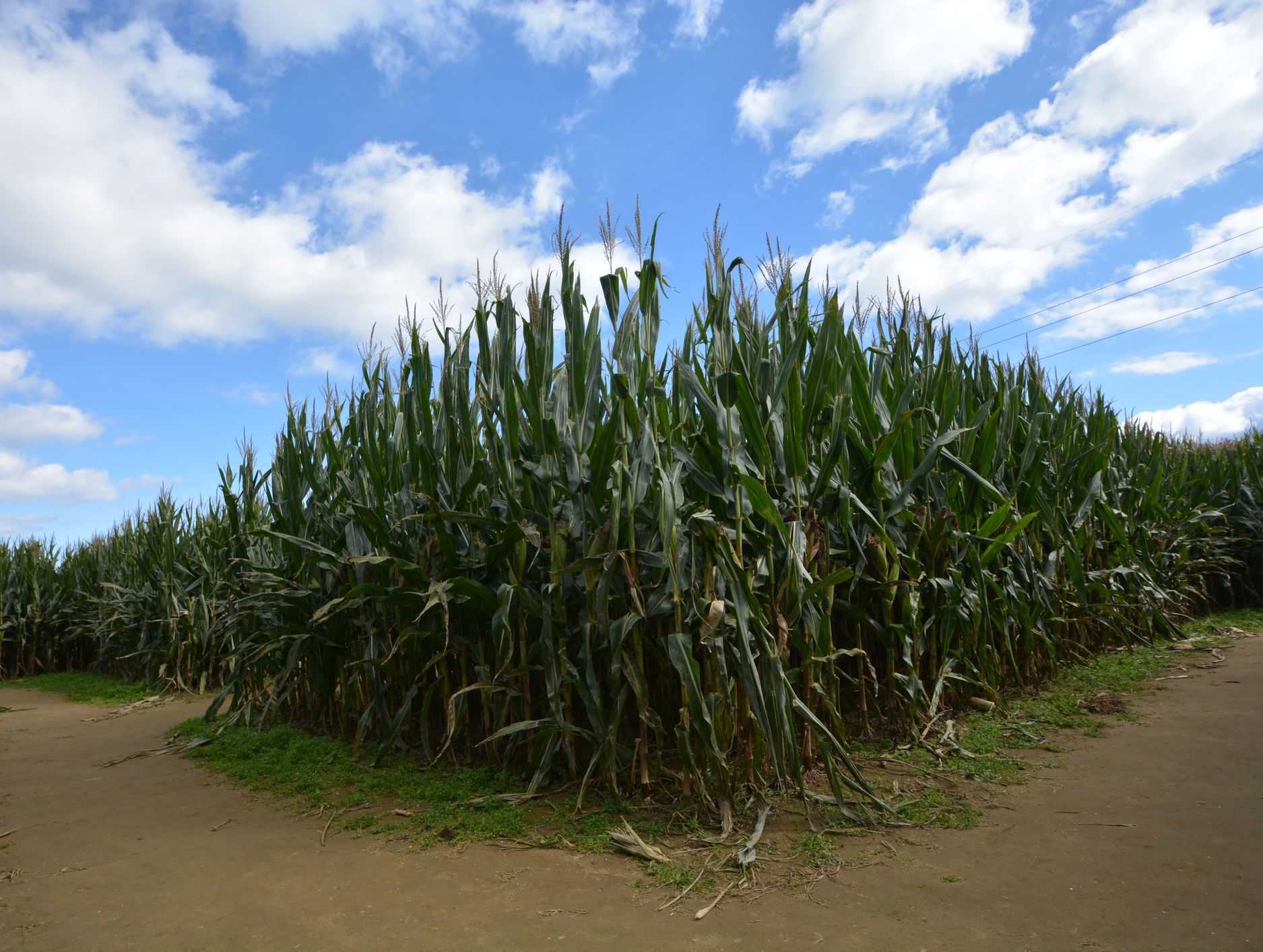 A tall cornfield under a bright blue sky with scattered clouds, featuring a dirt path splitting into two directions at the base of the dense green stalks.