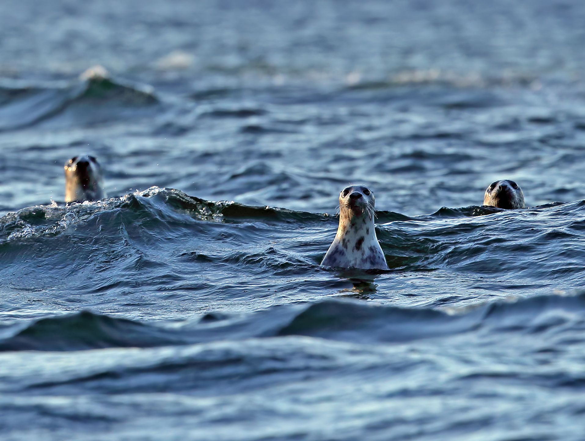 Please generate an alt tag with a maximum of 180 characters