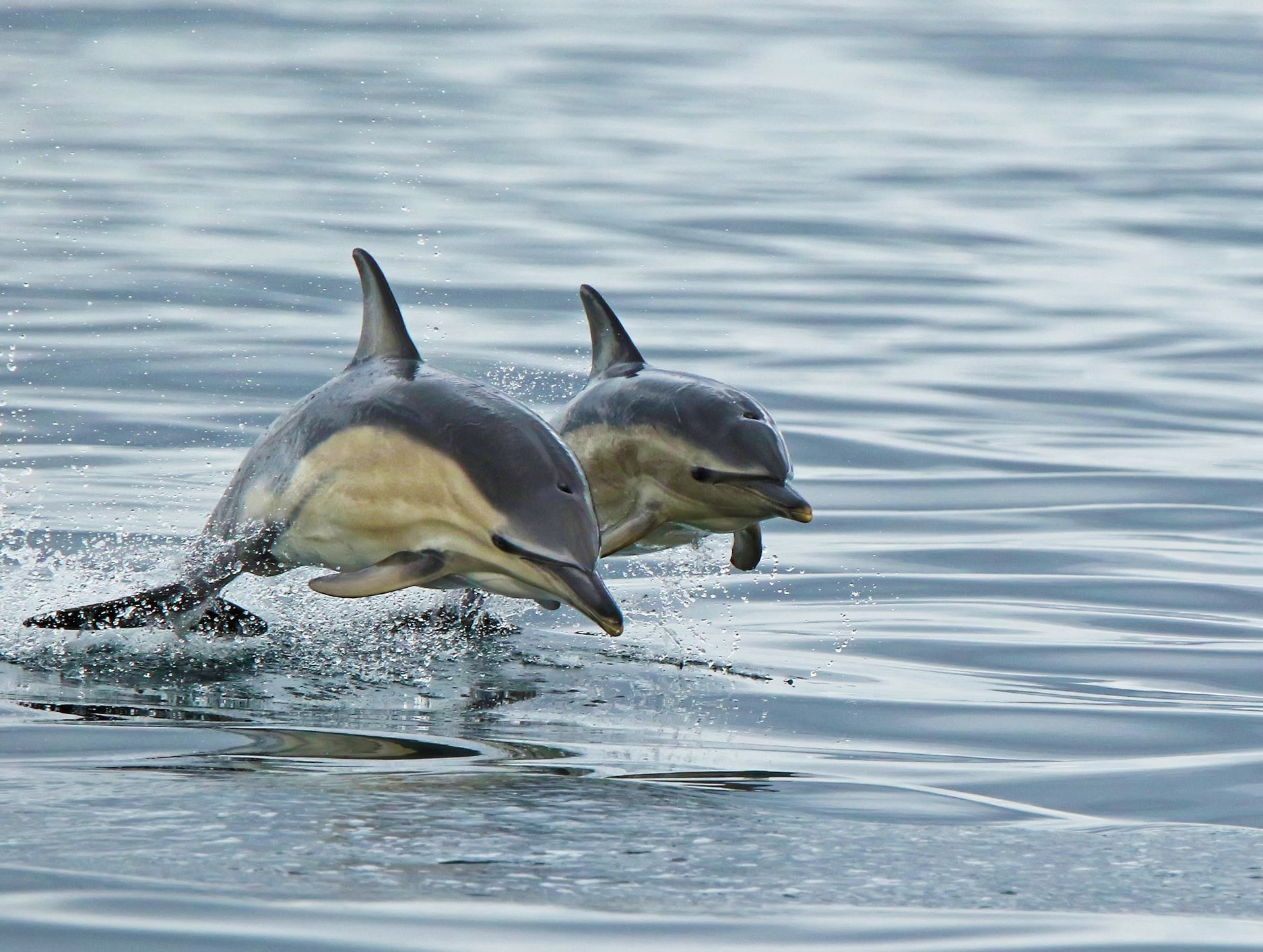 Two dolphins leap gracefully out of calm ocean waters, creating small splashes as they move in unison, with rippling reflections on the surface.