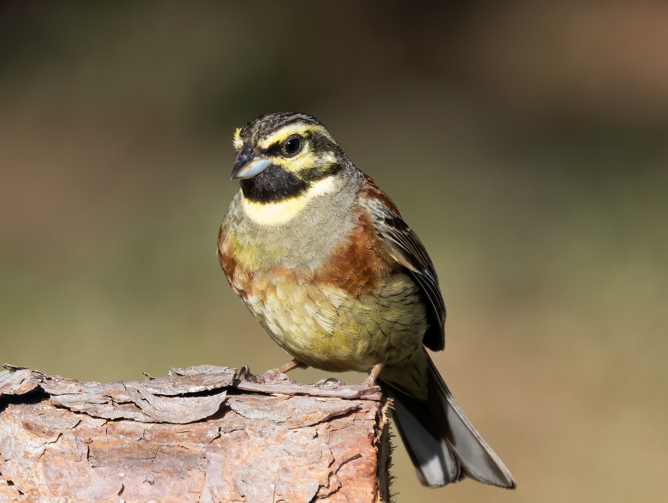 A close-up of a colorful bird perched on a piece of bark, displaying yellow, black, brown, and white plumage, with a blurred natural background.