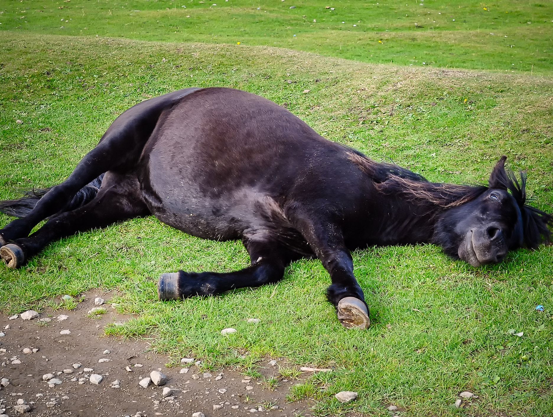 A black pony lying on its side on a grassy field, appearing relaxed, with its mane spread out and a dirt path nearby.