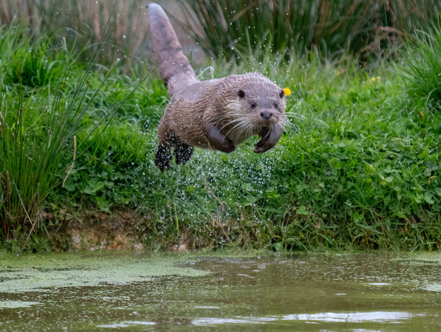 An otter leaping energetically from a grassy riverbank, water droplets scattering around it, as it heads towards a pond with a lush green background.