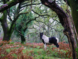 Hembury Woods