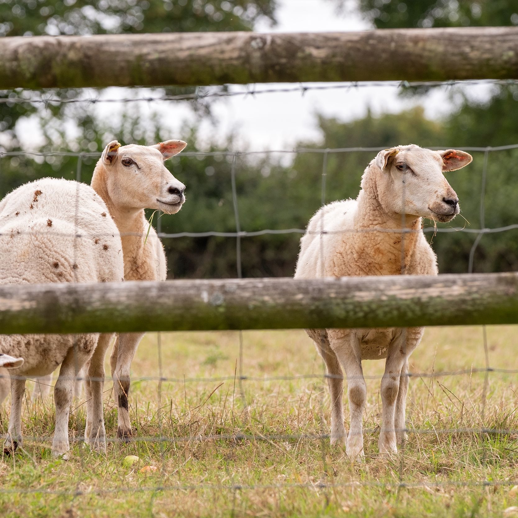 Three sheep in a grassy field behind a wooden and wire fence.