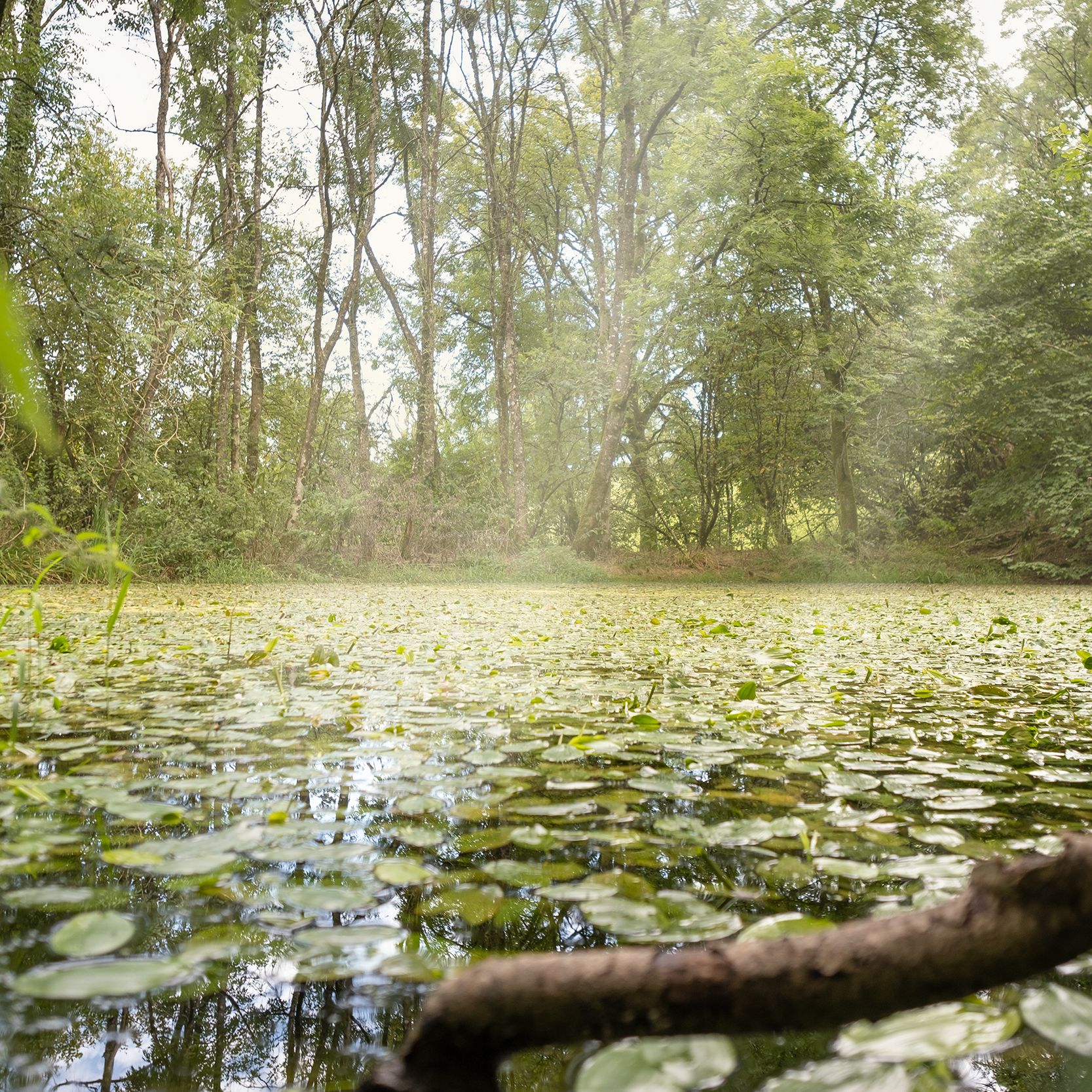 A serene pond covered with lily pads surrounded by tall trees in a forest.
