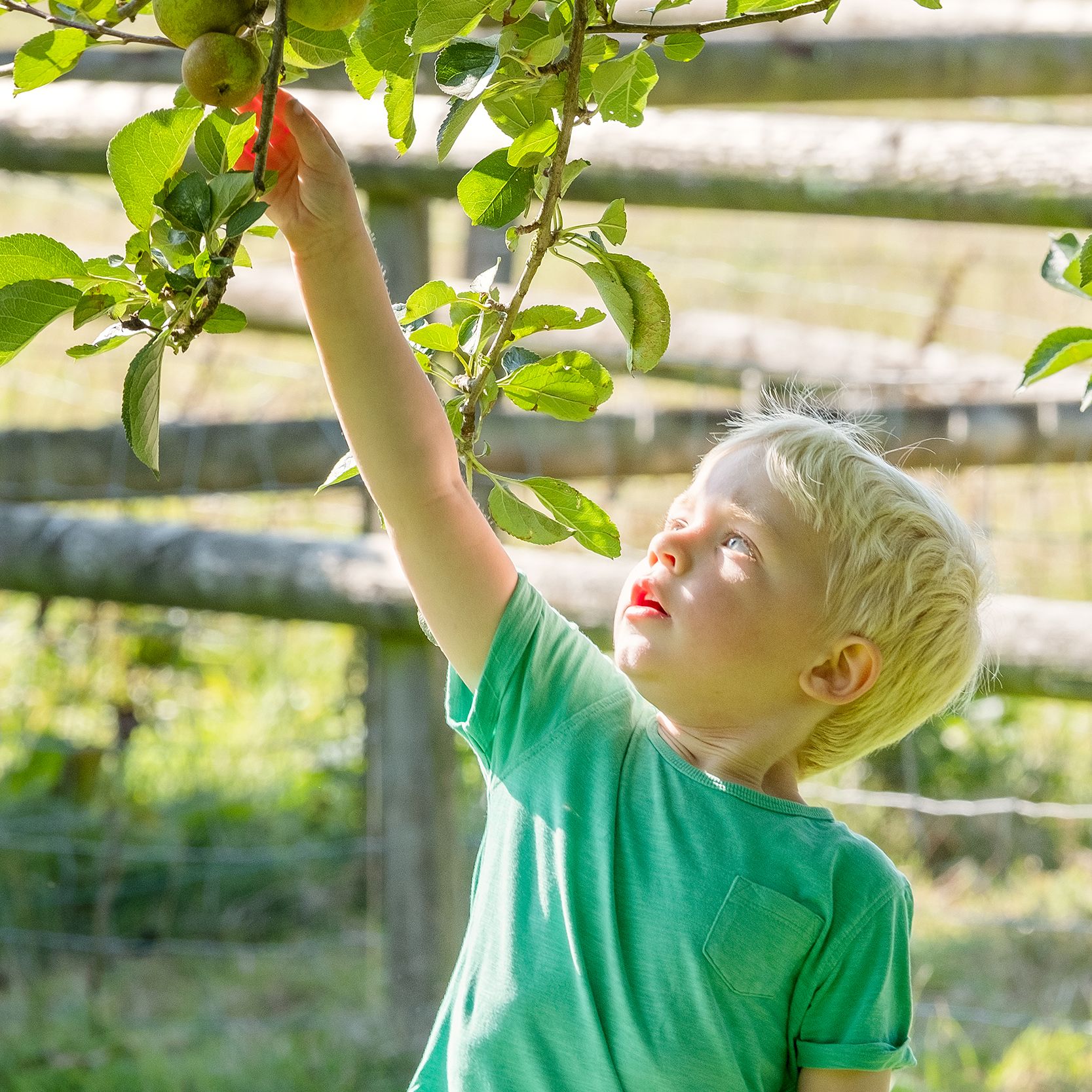 Young boy reaches up to pick apples from a tree branch in a sunny orchard.